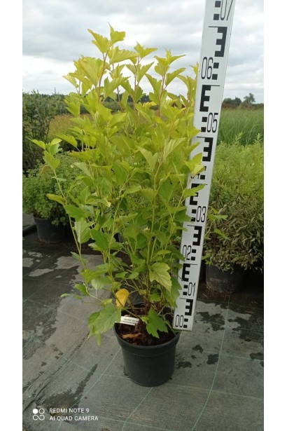 Пухироплідник калинолистий Наггет - 5л/вис.60-80см/Ø35-45см